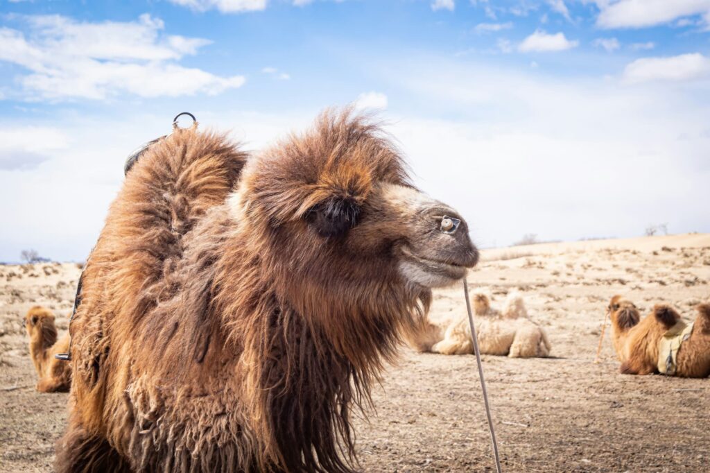 Gobi Camels