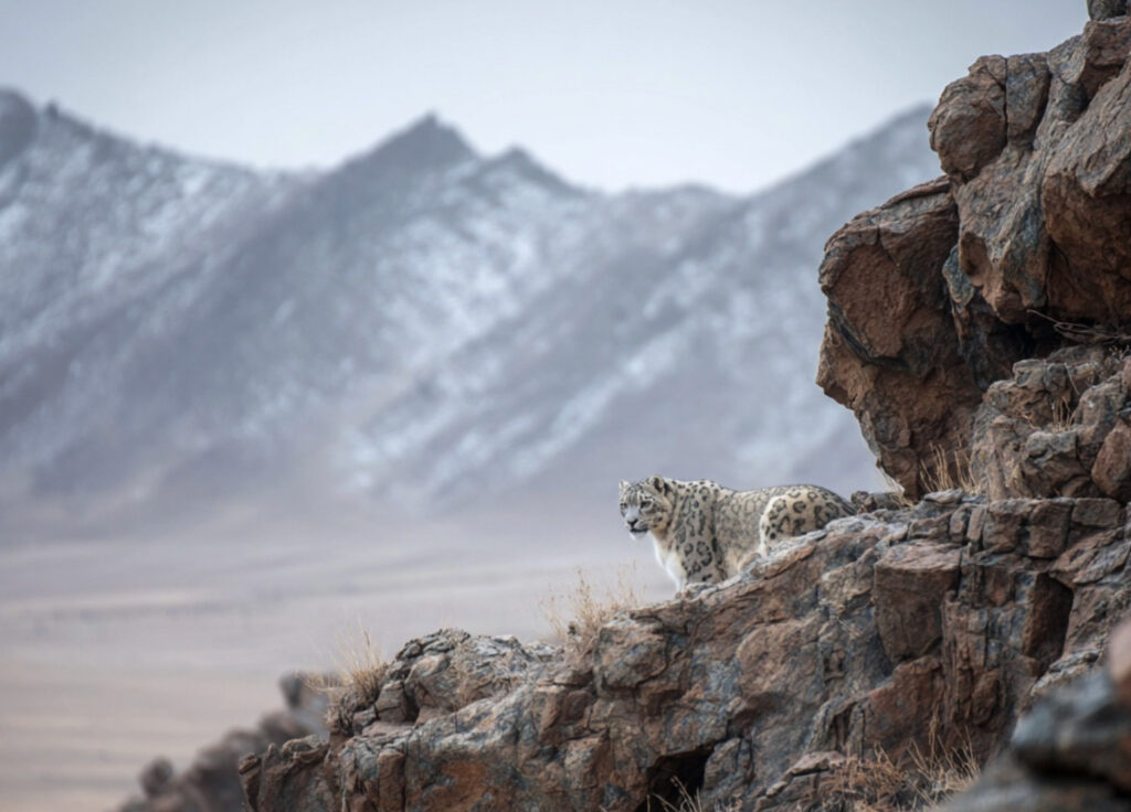 Snowleopard is the pinnacle of wildlife spotting in the Gobi Desert on a Mongolia safari