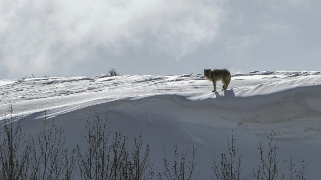 Wolf in Mongolia Wildlife Spotting Gobi Desert Mongolia