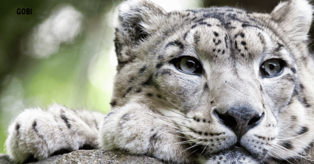  Snow Leopards