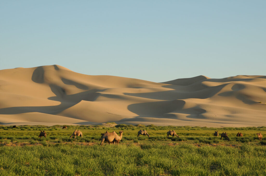 Khongor Sand Dunes in Southern Mongolia Gobi